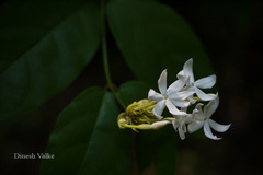 Jasminum coarctatum